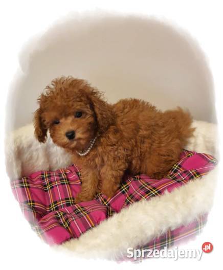 Malutki pudelek red Teddy 100 Toy Pozostałe Częstochowa