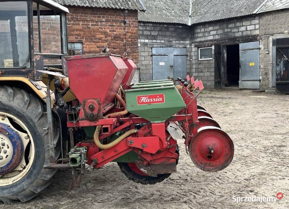 Siewnik hassia wielkopolskie