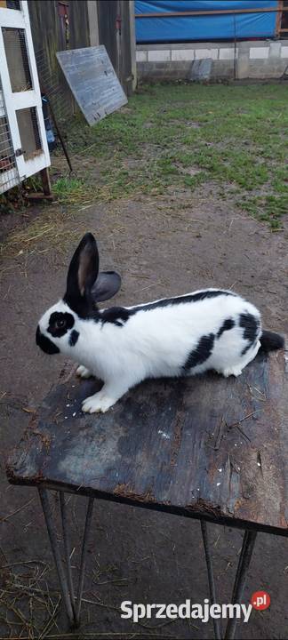 Spredam samice srokacz niemiecki Skarszewy