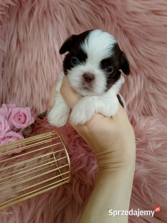 Biało czekoladowa suczka rasy ShihTzu
