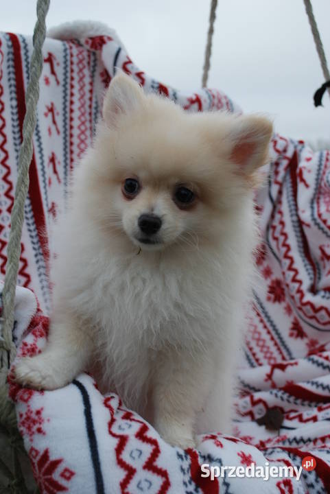 Szpic miniaturowy zachodniopomorskie