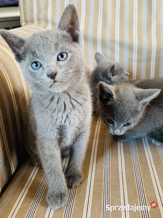 Kocięta Rrosyjskie Niebieskie WCF łódzkie Łódź sprzedam