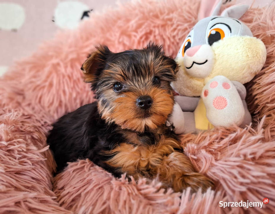 yorkshire terrier suczka zachodniopomorskie Szczecin