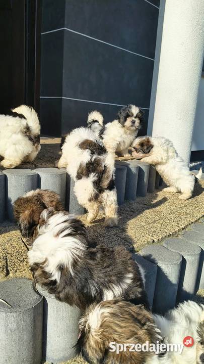 Shih tzu wielkopolskie Godziesze Małe