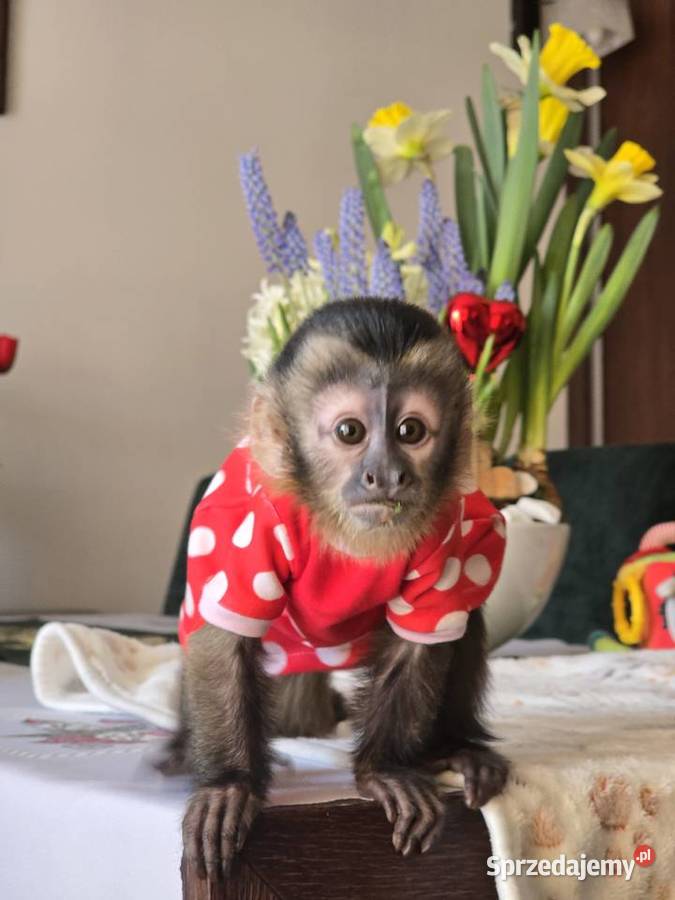 Kapucynka czubata dziewczynka sprzedam