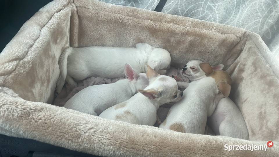 Chihuahua Szczenięta FCIZKwP sprzedam