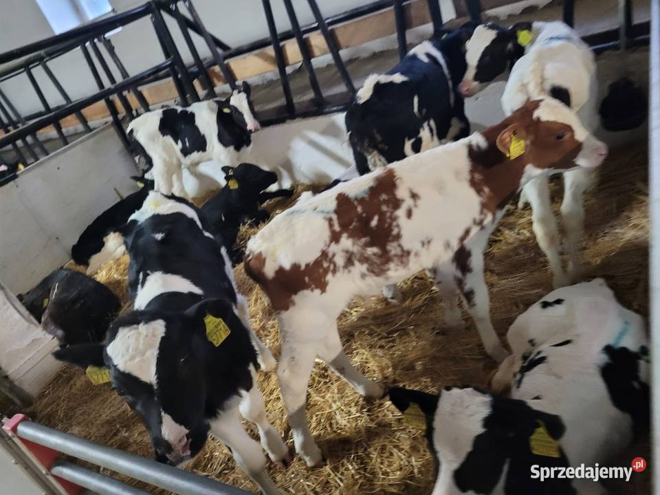 Sprzedam cielaki dolnośląskie Bolesławiec sprzedam
