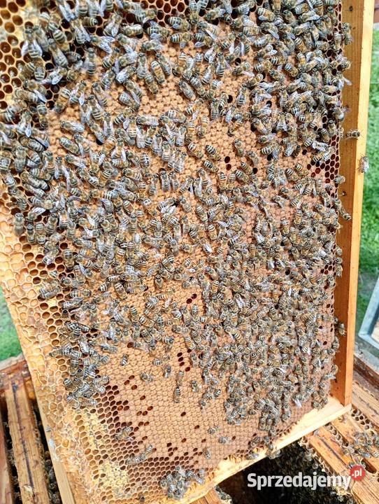 Odkłady pszczele Rodziny pszczele Ramka Dadant Kraków