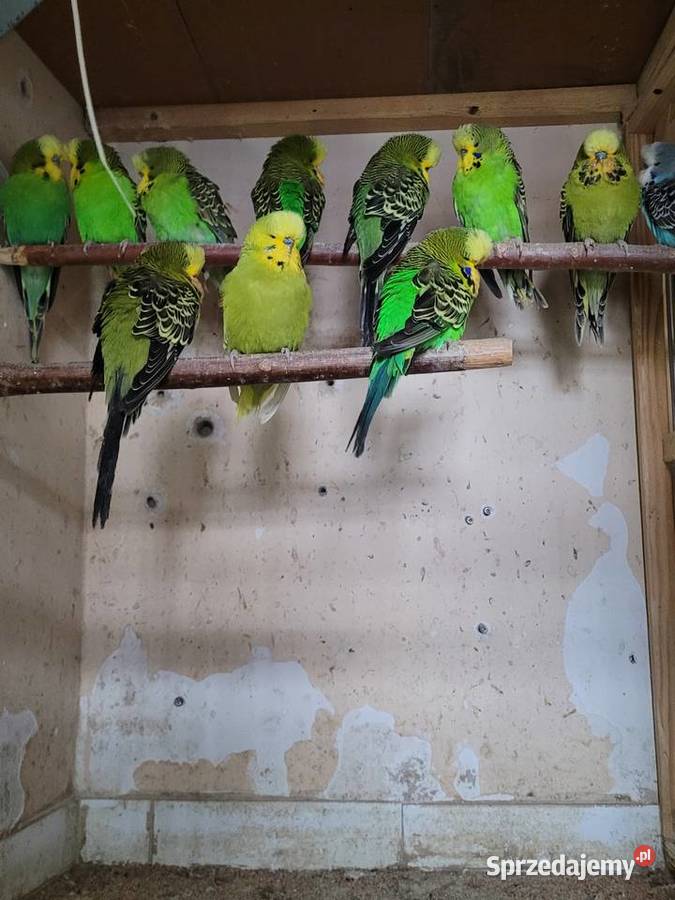 Papugi wpf Międzyrzecz