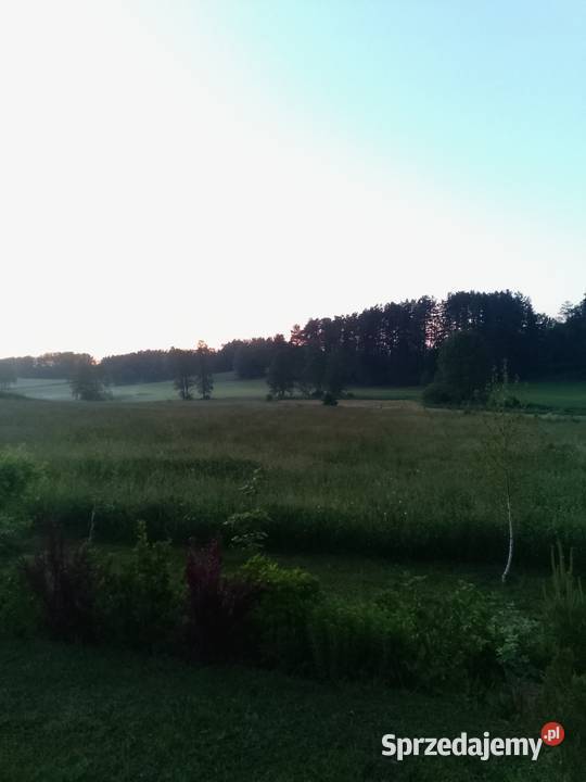 Trawa Bele Laskowszczyzna sprzedam