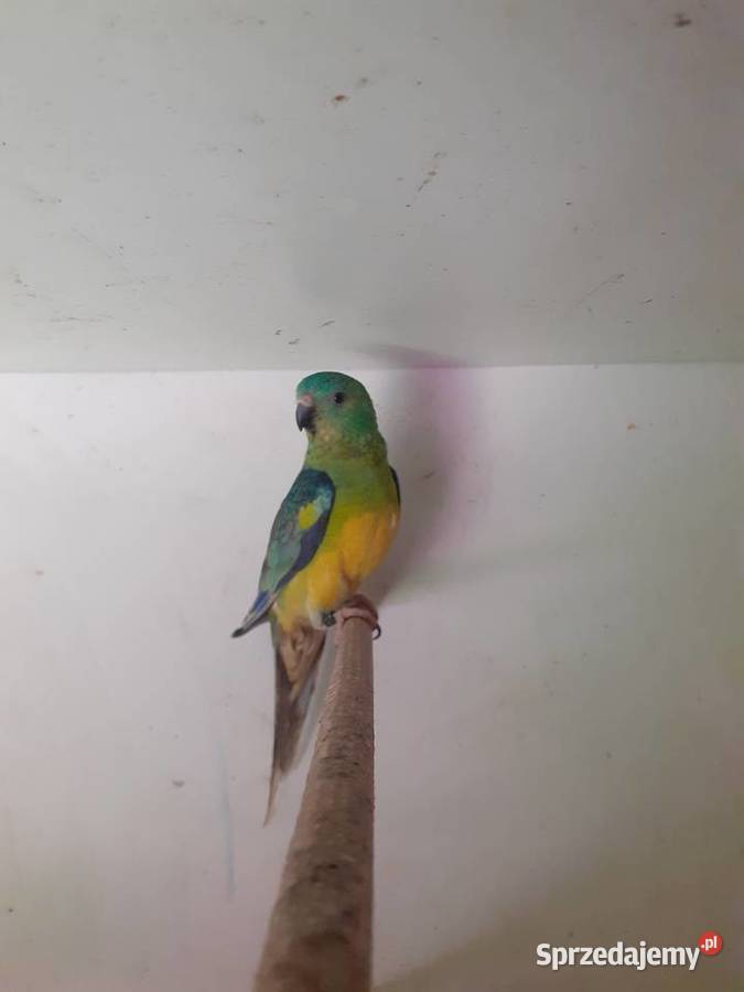 Papugi swiergotki sprzedam Starogard Gdański