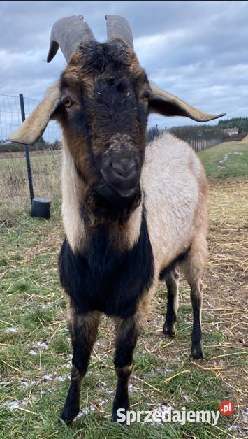 Kozioł mazowieckie Piaseczno sprzedam