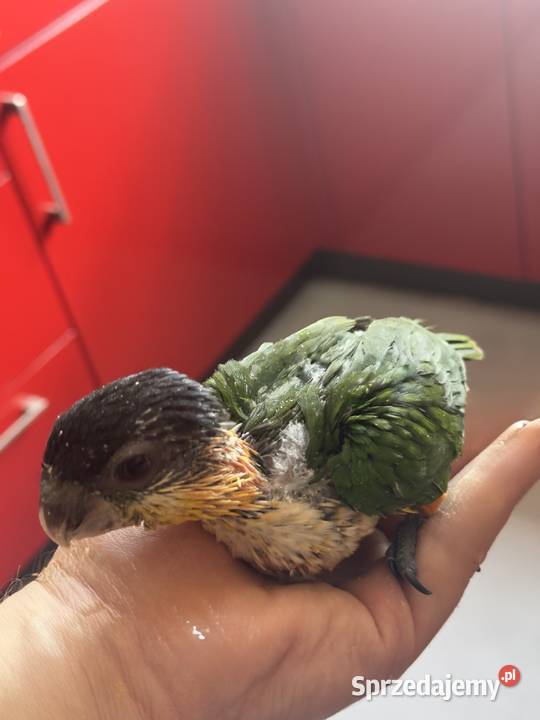 Barwinka ręcznie karmiona Samiczka Mikołów