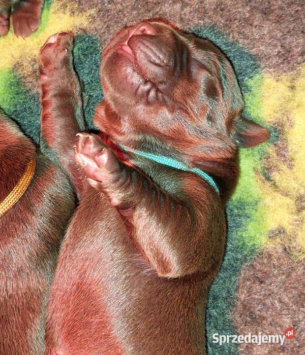 Labrador Retriever ZKwPFCI czekoladowe