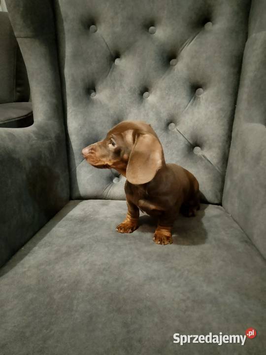 Jamnik czekoladowy piesek Żyrardów