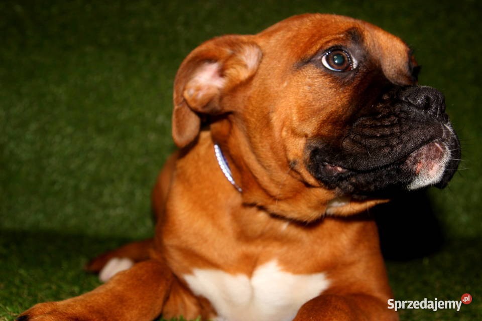 Piesek DANY Bokser z hodowli Family Bokser Łęczna