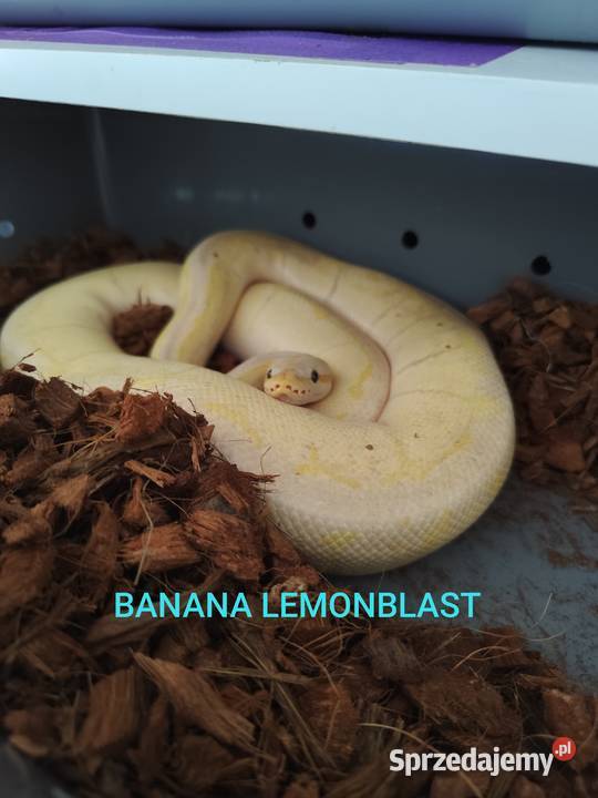 Pytony królewskie dorosłe Pruszków sprzedam