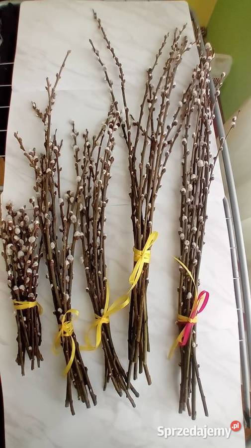 Bazie kotki kwiaty wierzby