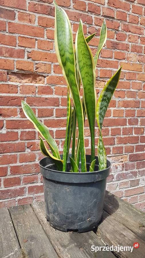sansevieria długie liście Białogard