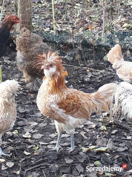 Koguty fawerola łososiowa czubatka wielbłądzia zachodniopomorskie Ostropole