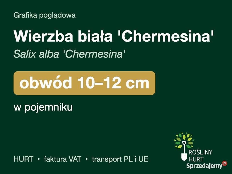 Wierzba biała Chermesina obwód 1012 w pojemniku