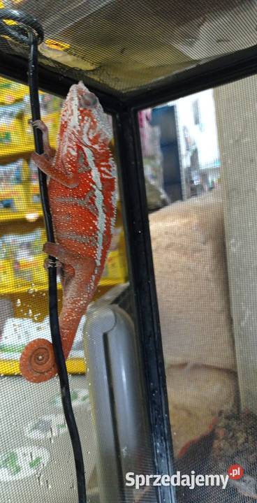 Kameleon Lamparci Samiec Rzeszów