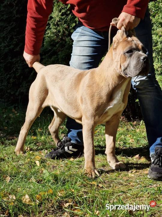 Cane Corso FCI Cane Corso Jakubowice Konińskie