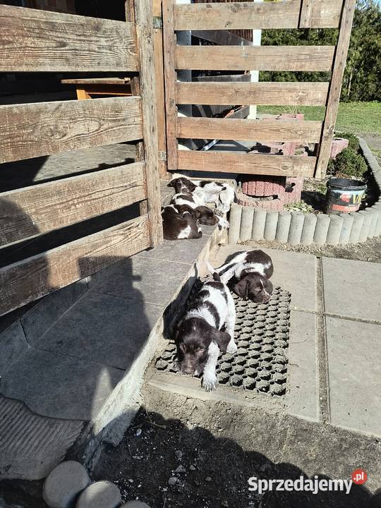 wyżeł niemiecki szorstkowłosy szczeniaki Mielec