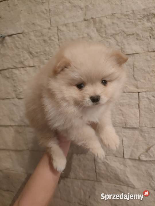 Szpic miniaturowy pomeranian Turek