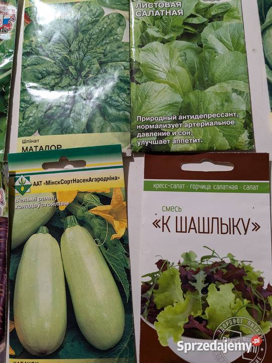 Rosja Dynia bezłupinowa nasiona kolekcjonerskie małopolskie Kraków