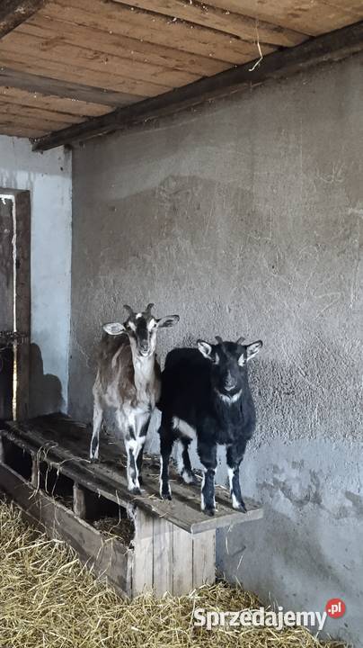 3 kozy pomorskie Zawory