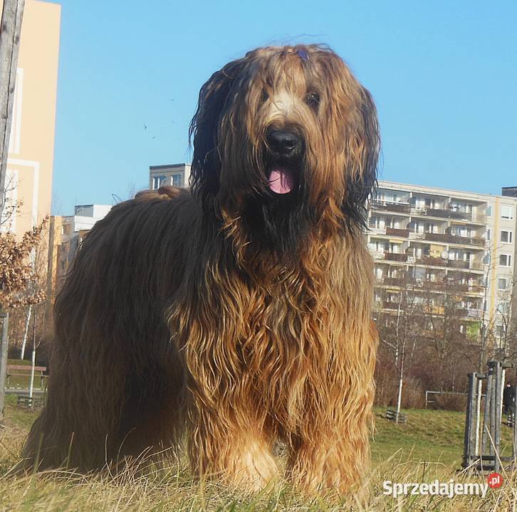 Briardszczeniak opolskie Opole