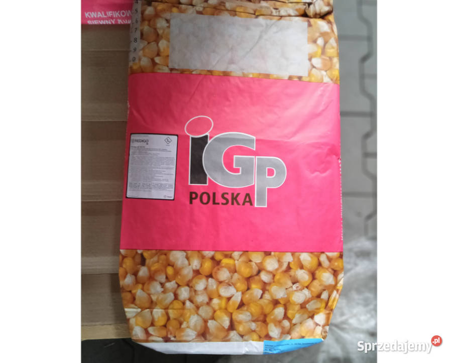 Materiał siewny kwalifikowany kukurydza IGP Rabka-Zdrój