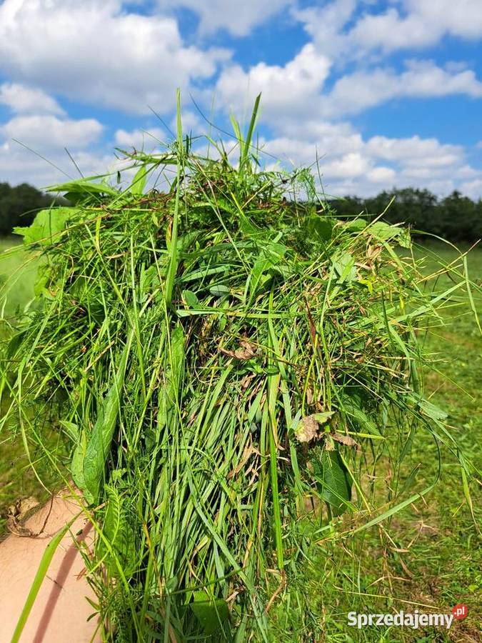 Baloty siana koni z transportem bele siana bale Dąbie sprzedam