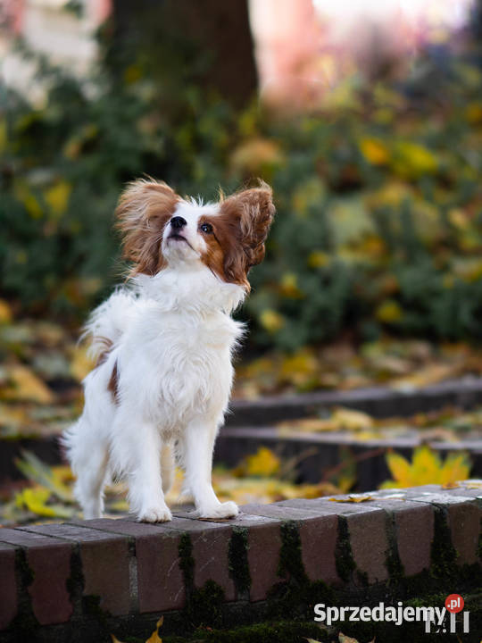 Papillon piesek ZKwP FCI Championach Rzeszów