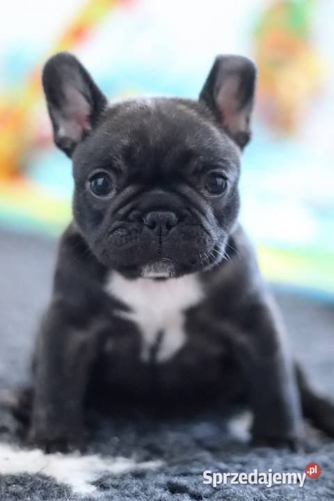 Buldog francuski ZKwP śląskie Świerklany