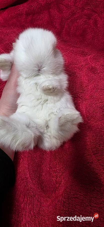 Króliczki Mini Lop Miejska Górka