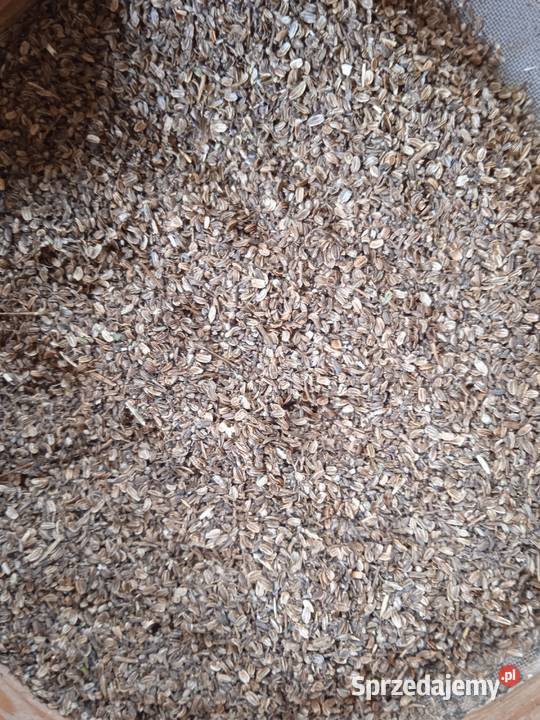 nasiona lubczyk 2024 Krasnystaw