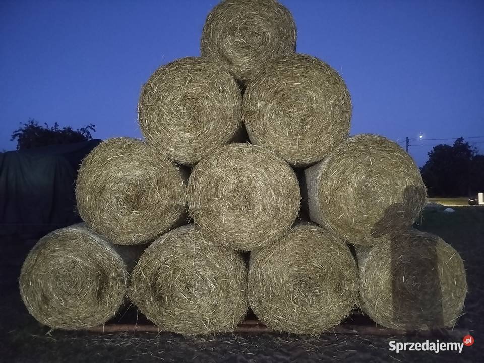 Słoma w belach tegoroczna sprzedam