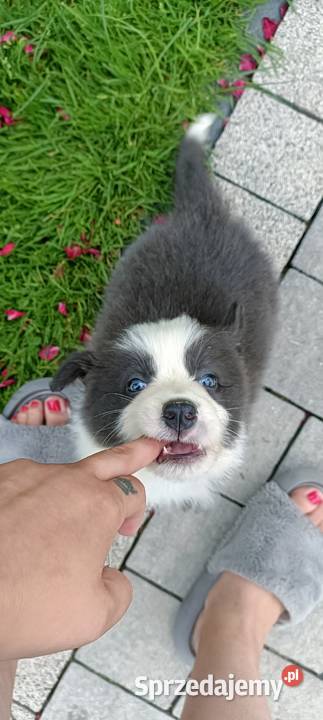 Border Collie szczenięta FCI Lilac niebieskie