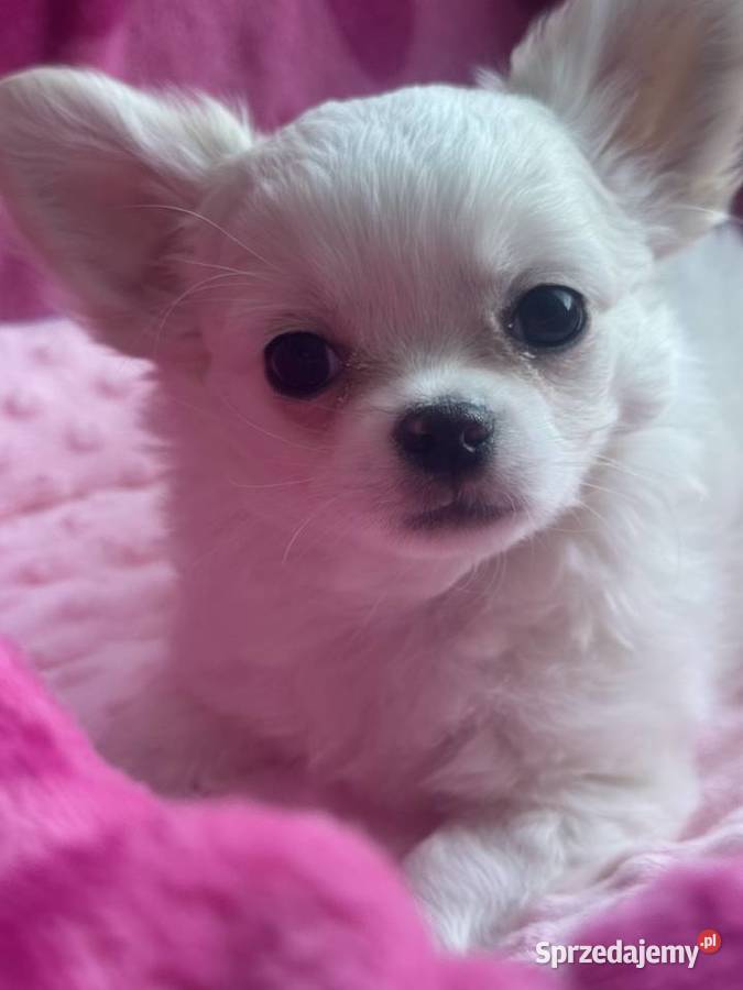 Chihuahua długowłosy z doskonałym rodowodem Białystok