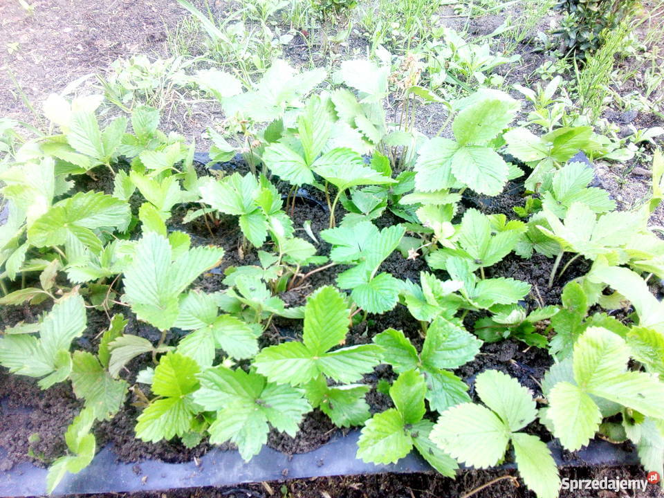 Sadzonki Poziomki ładnie kwitną i już owocują śląskie Jaworzno