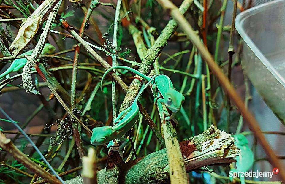 Kameleon jemeński kameleony jemeńskie młode z Wilkasy