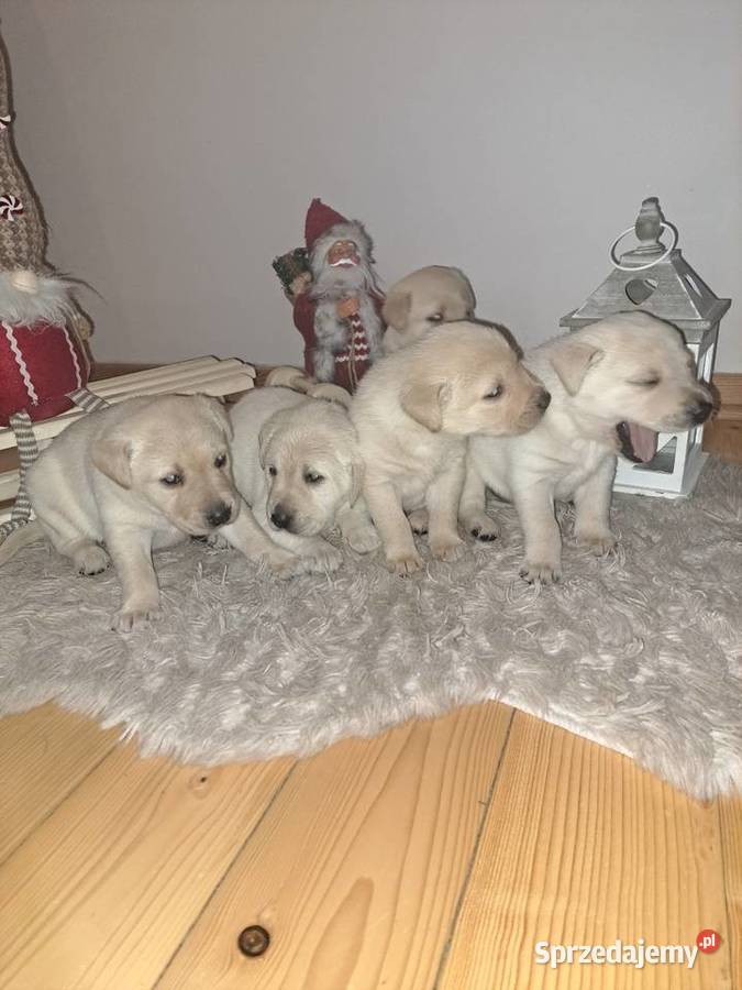 Labrador Retriever szczeniaki Tarnów