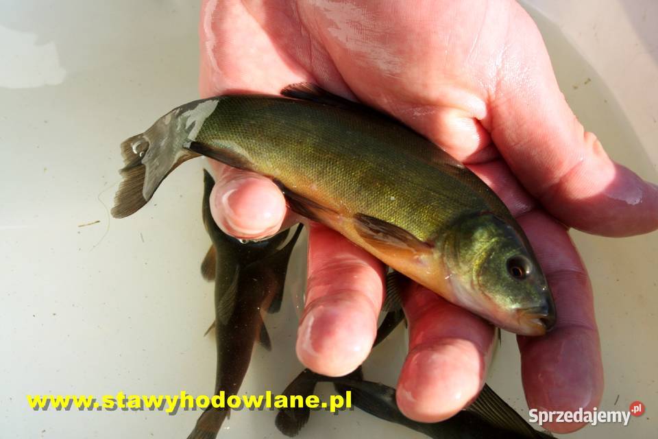 LIN zielony 15 cm Ryby do zarybień stawów i oczek wodnych
