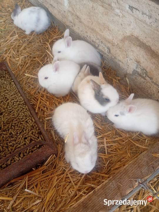 Króliczki mini Wrzesiny sprzedam