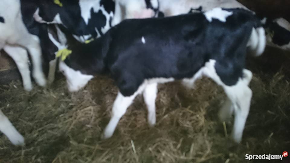 Byczki sprzedam mięsne mieszane i ho Golub-Dobrzyń