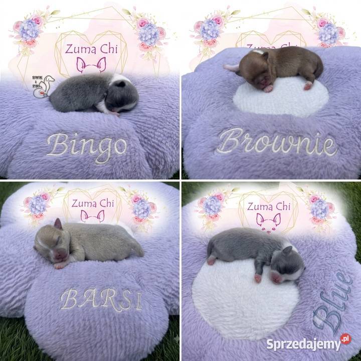 Chihuahua chłopcy
