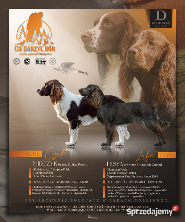 Polski Spaniel Myśliwski świętokrzyskie Kielce sprzedam