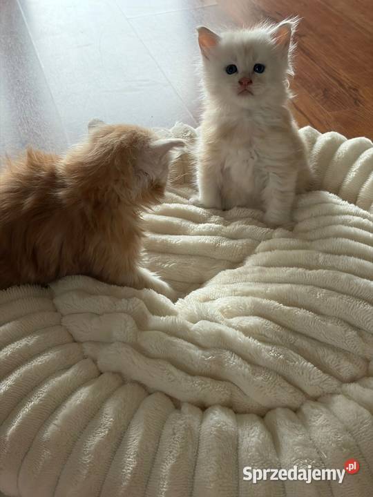 Sprzedam 2 kocurki rasy maine coon Smyczyna